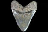 Serrated, Fossil Megalodon Tooth - Georgia #82675-2